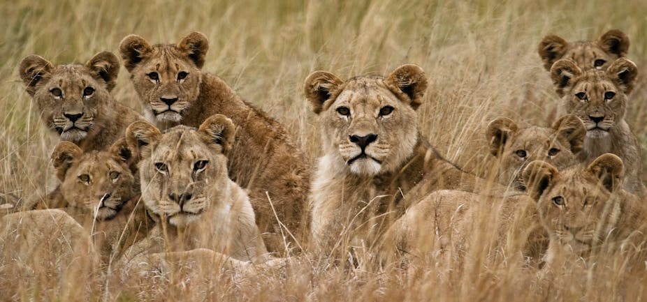 A pride of lionesses and their cubs camouflaged by long, brown grass.