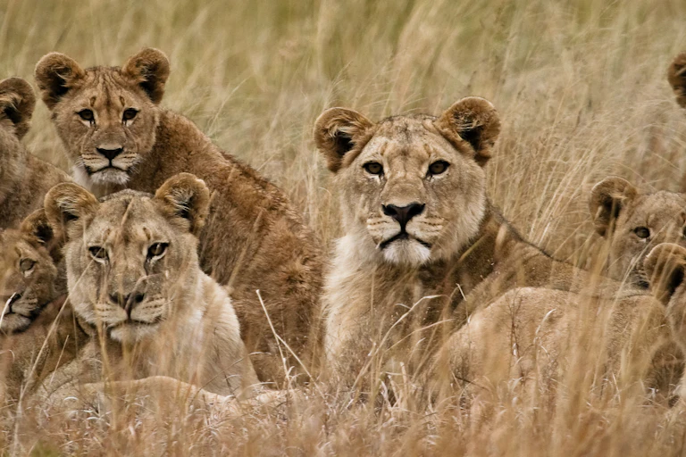 A pride of lionesses and their cubs camouflaged by long, brown grass.