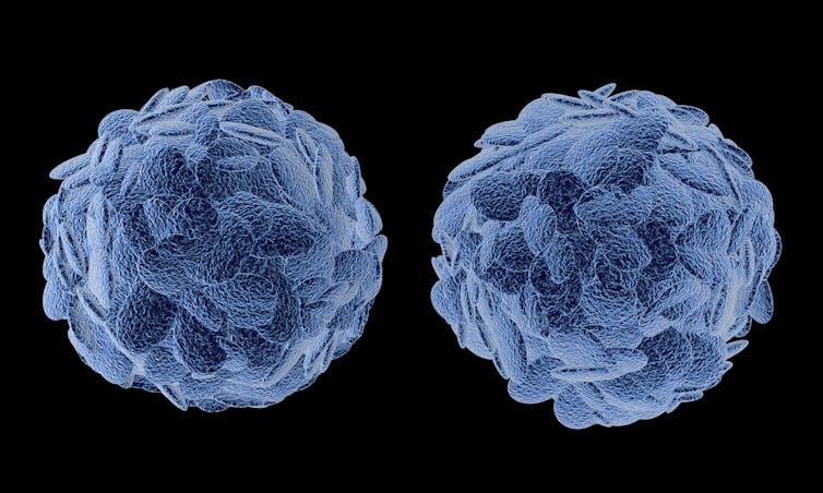 An image of regulatory T cells.