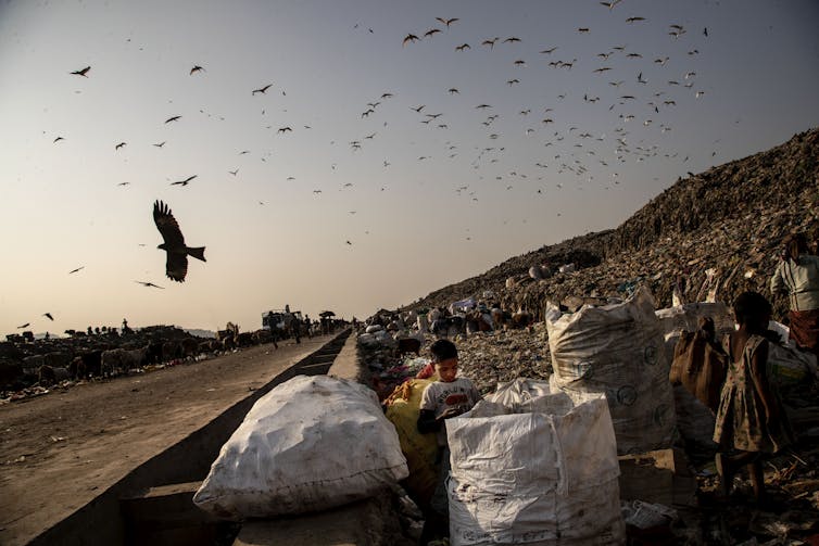 Birds fly over landfill site