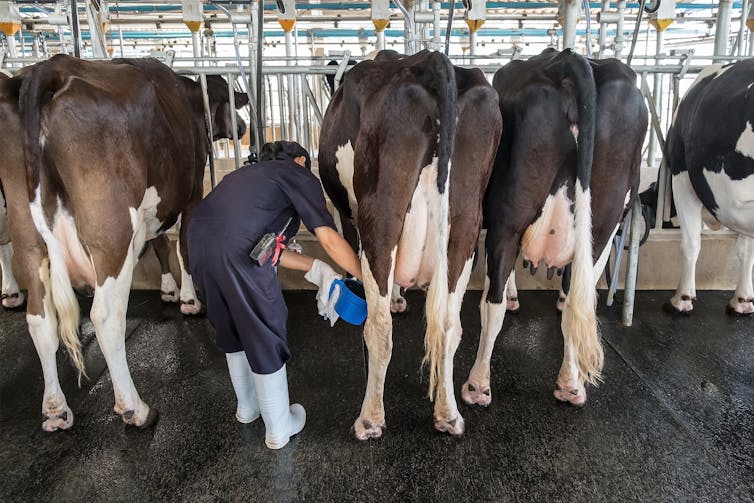 Cows being milked by a farm worker