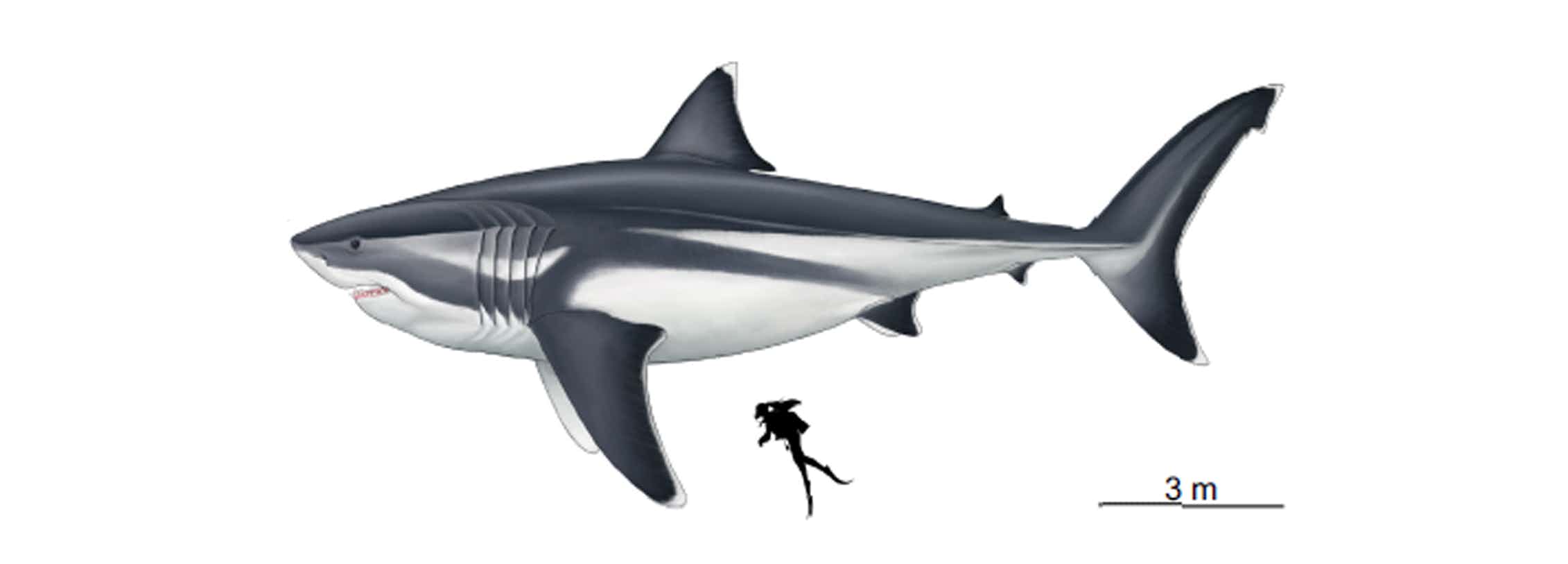 Making a megalodon: the evolving science behind estimating the size of