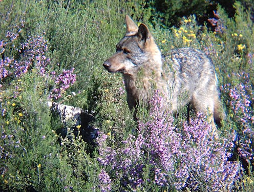 La protección del lobo es una oportunidad para las zonas rurales 11 file 20210302 15 dci4jm.jpg?ixlib=rb 1.1