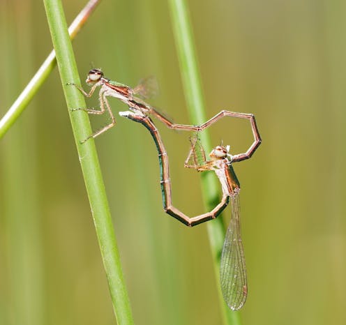 Del baile de la libélula al lenguaje de los humanos: el comportamiento de las especies marca su evolución 9 file 20210302 19 1yaxjug.jpeg?ixlib=rb 1.1