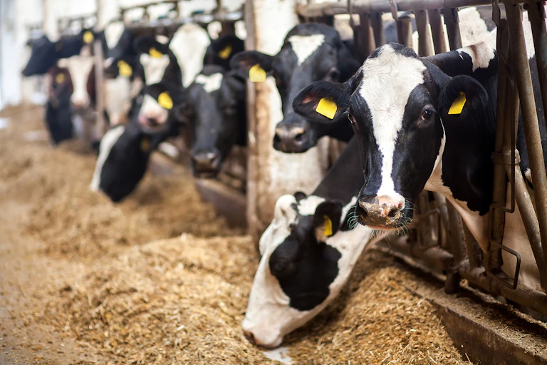 Dairy cows feeding in a barn. One looks into the camera.