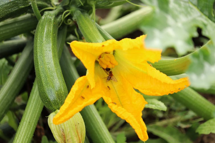 A courgette plant with a large yellow flower attended by a bee.
