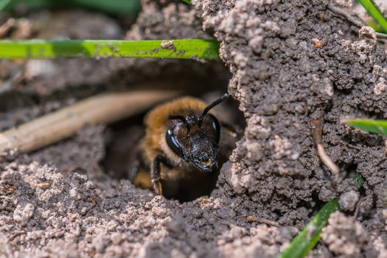 A bee emerges from a hole it dug in the ground.