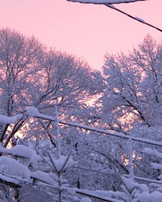 Snow-coated tree branches against sunset sky.
