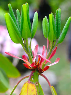 New green leaves on a rhododendron bush.