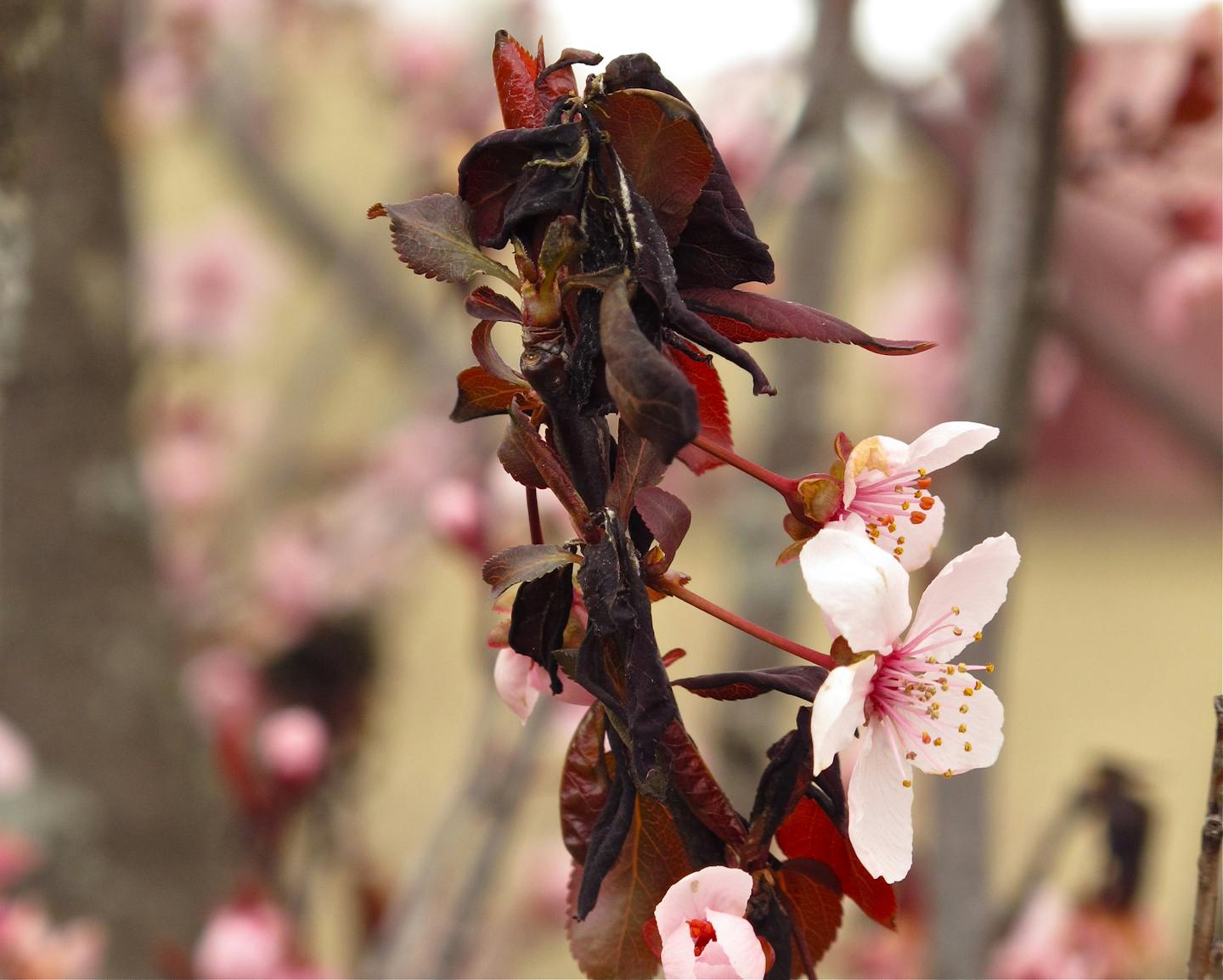 Cherry branch with blooms and wilted dark leaves.