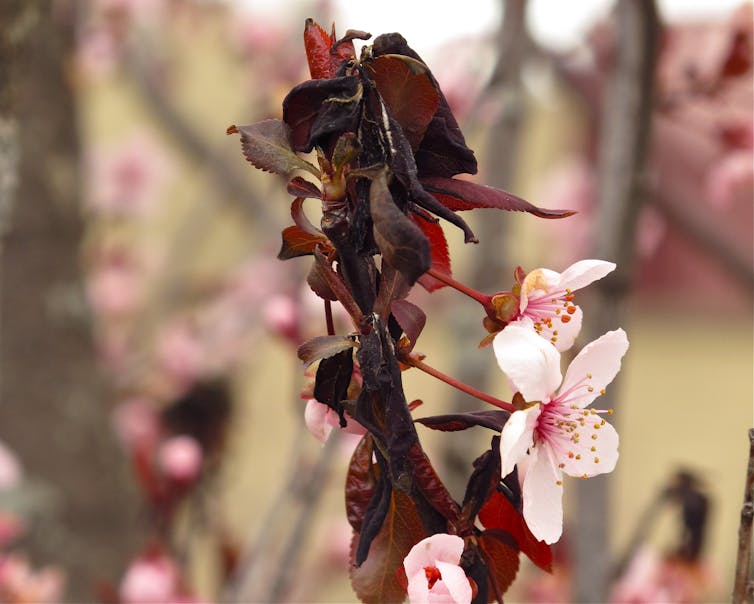 Cherry branch with blooms and wilted dark leaves.