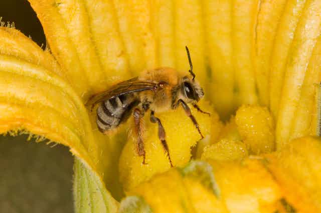 A bee sits within a large yellow flower.