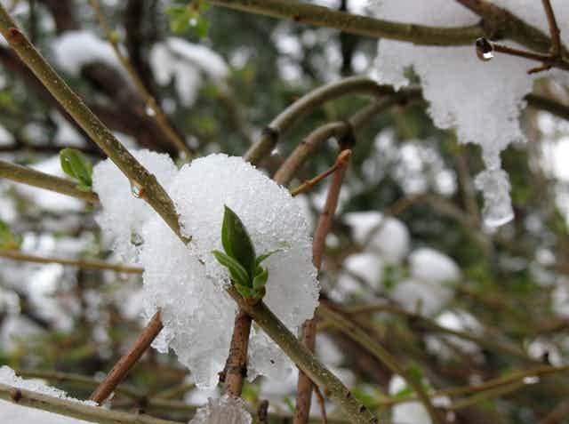 Green bud on lilac bush with snow on branches