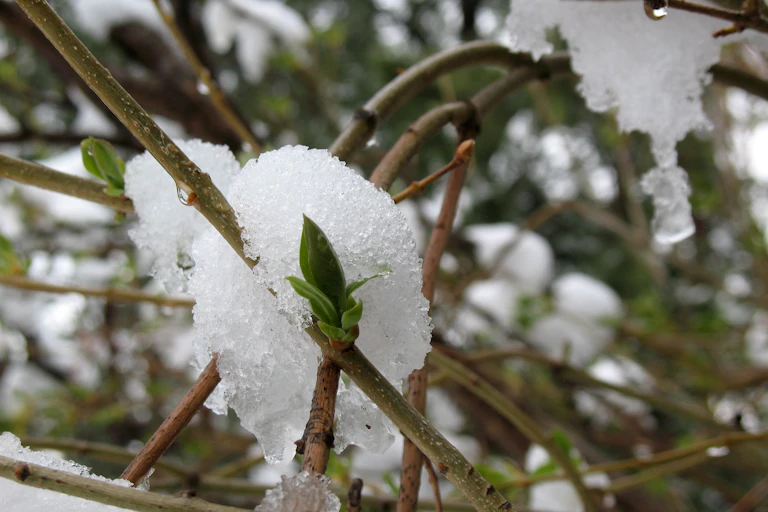 Green bud on lilac bush with snow on branches