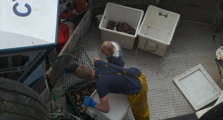 A fishermen and a young boy sort catches on the deck of a fishing boat.