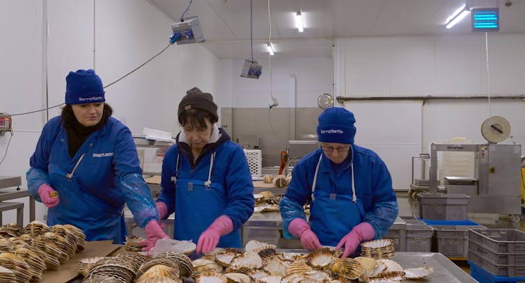 Three workers process shellfish in overalls.