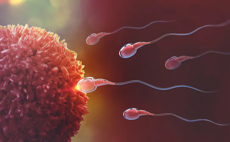 A graphic showing sperm swimming towards an egg cell.
