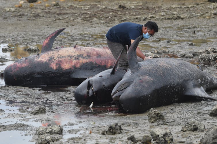 Pria memeriksa 3 individu paus pilot yang mati di pinggir pantai.
