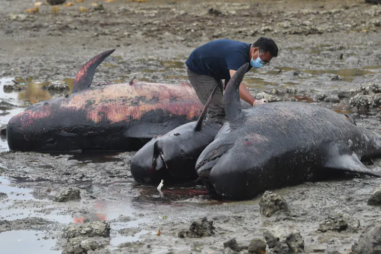 Pria memeriksa 3 individu paus pilot yang mati di pinggir pantai.