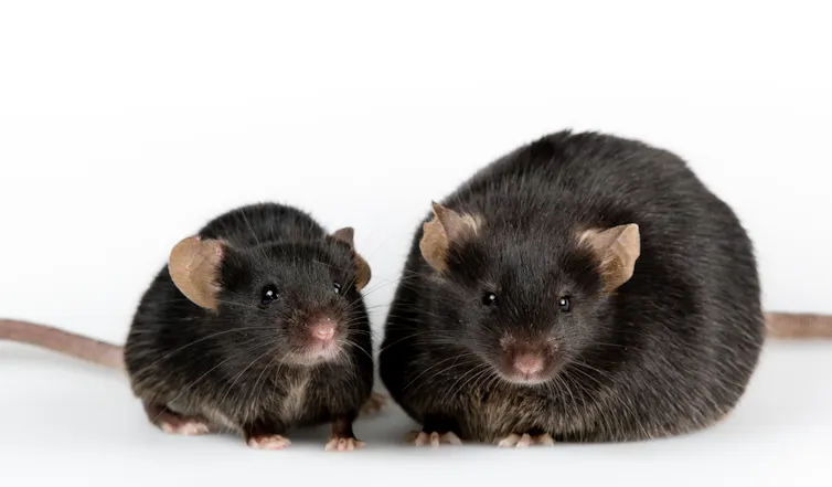 A fat black mouse and a skinny black mouse standing next to each other.