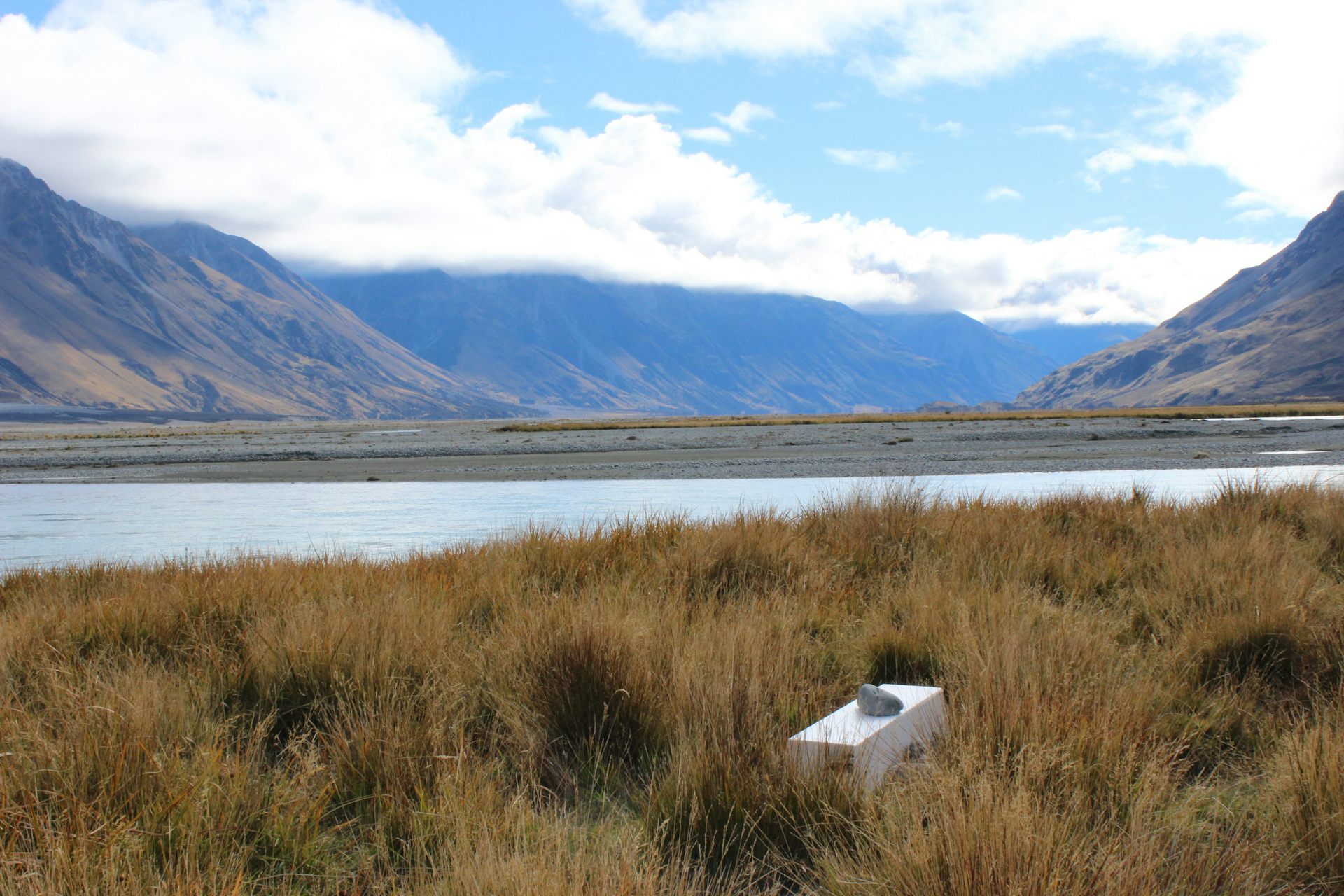 Scientists used 'fake news' to stop predators killing endangered birds &mdash; and the result was remarkable