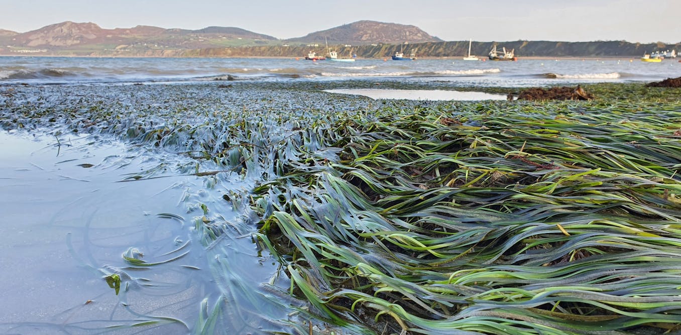 Seagrass meadows shrank by 92% in UK waters - restoring them could