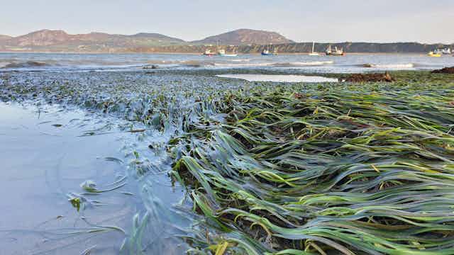 Seagrass at low tide in a harbour with boats in the background.
