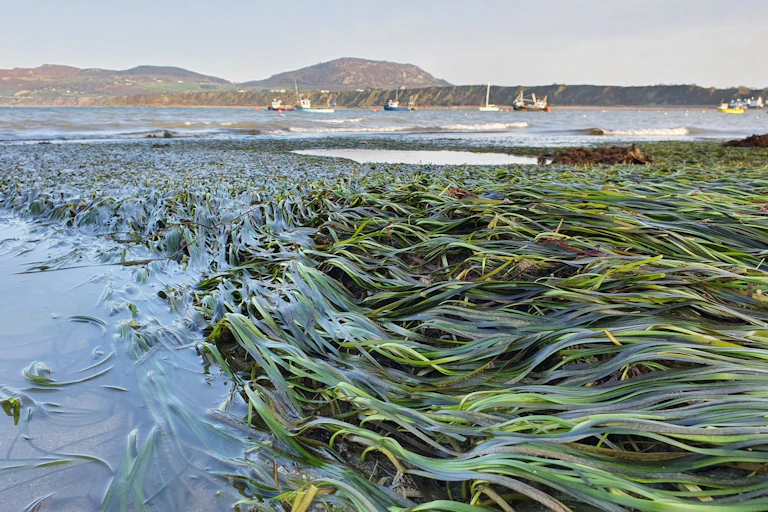 Seagrass at low tide in a harbour with boats in the background.