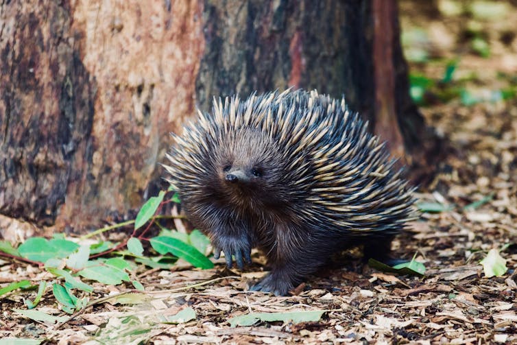 An echidna