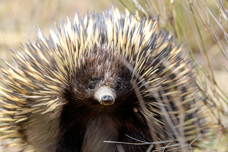 An echidna