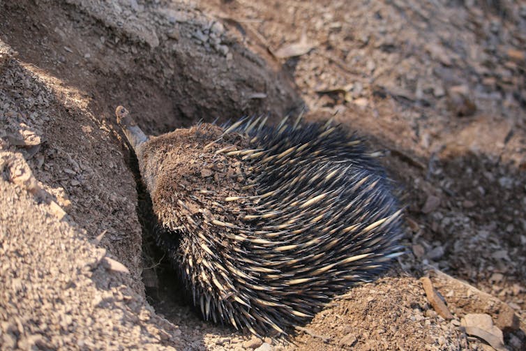 Echidna digging in soil