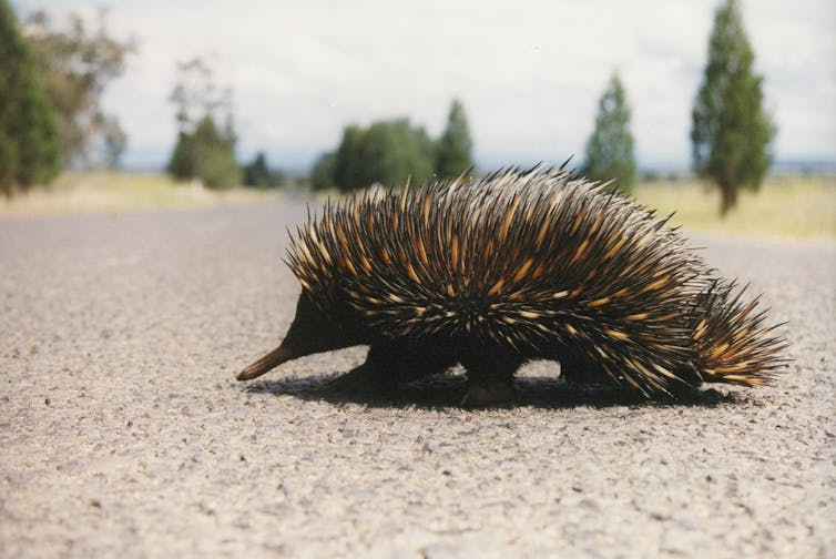 Echidna crossing a road