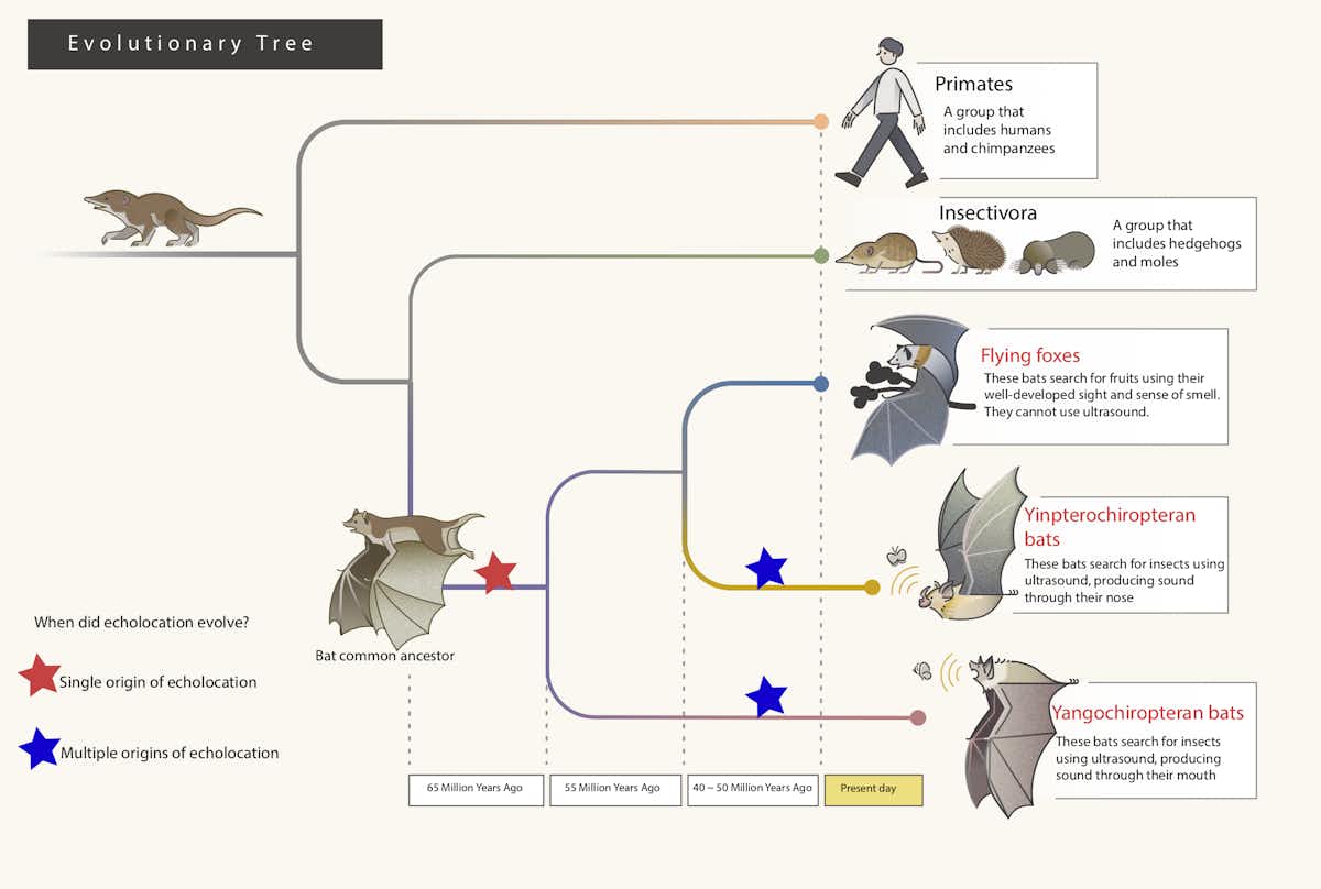 Fruit bats are the only bats that can't (and never could) use ...