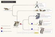 Fruit bats are the only bats that can't (and never could) use echolocation. Now we're closer to knowing why