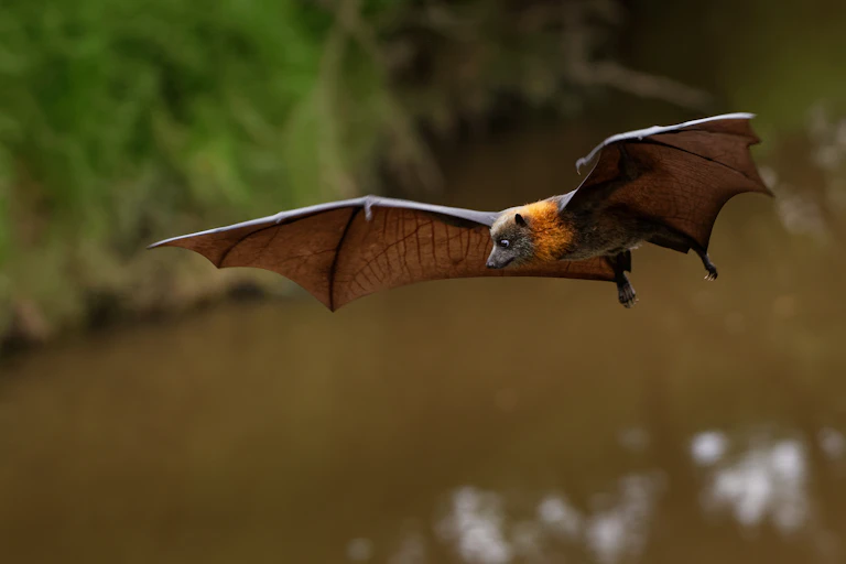 A flying fox glides through the air.