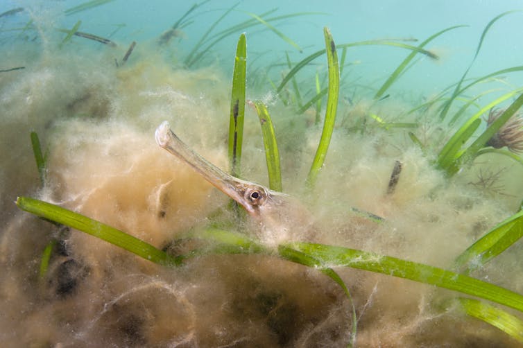 A long, thin fish stirs in a thick clump of seagrass.