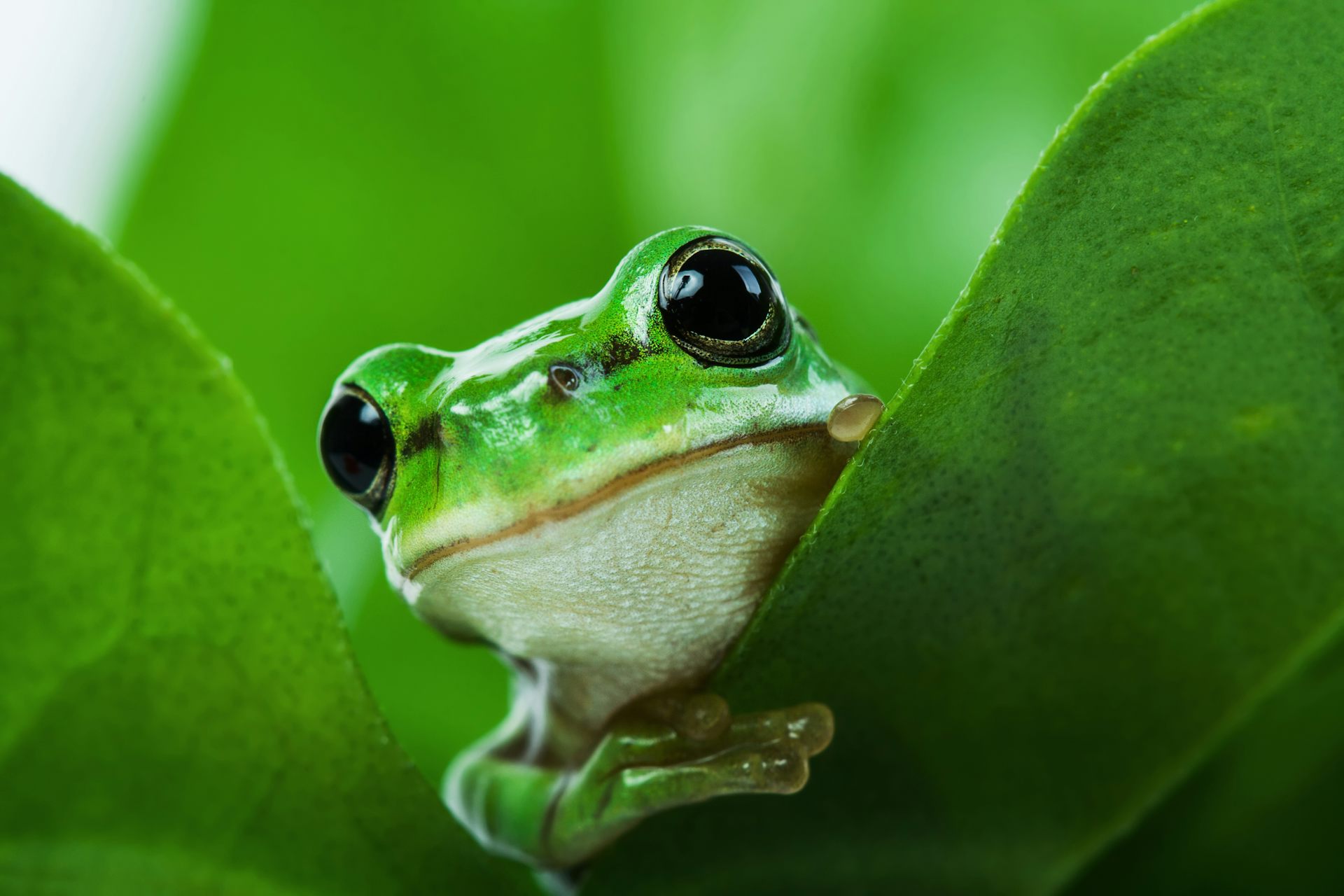 Meet 10 of the World's Most Adorable Frogs