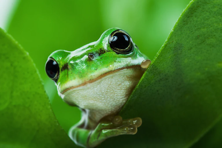 A green tree frog peaking out from behind a leaf.
