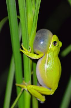 A male tree frog with its throat inflating, making a call.