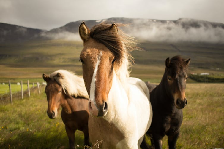 Three horses in a field look at the camera.