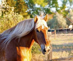 A Clydesdale looks into the camera.