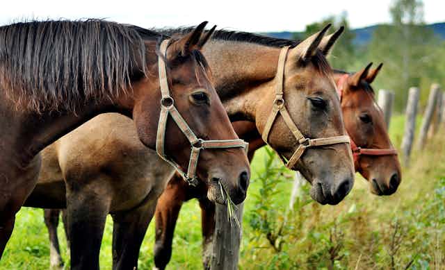 Three horses in leather halters stand in a pasture.