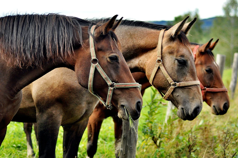 Three horses in leather halters stand in a pasture.