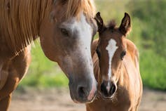 A mare and her foal.