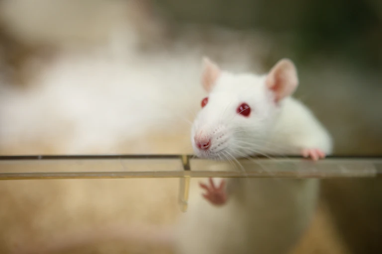A laboratory rat with red eyes looks out of its plastic cage.