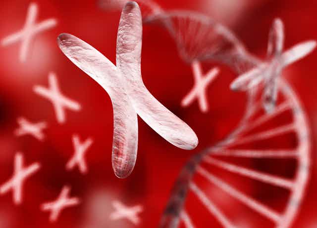 X chromosome and DNA strand