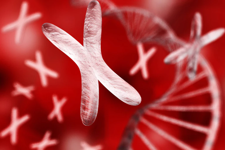 X chromosome and DNA strand