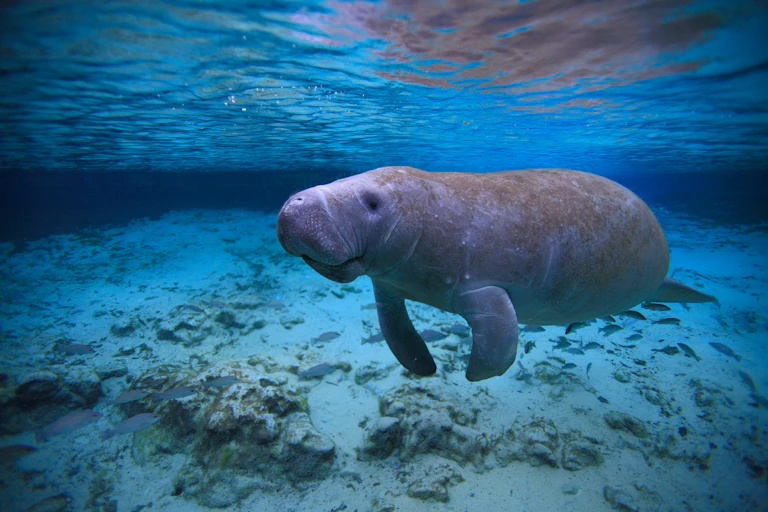 A Florida manatee