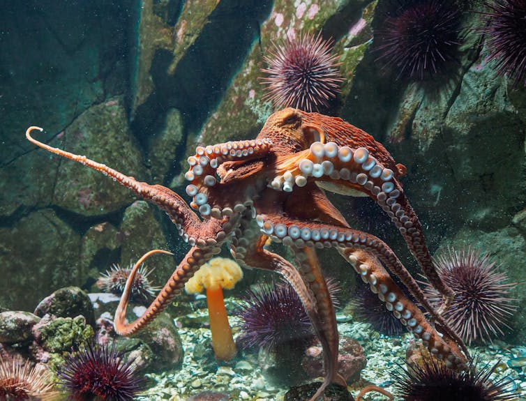 Large orange octopus