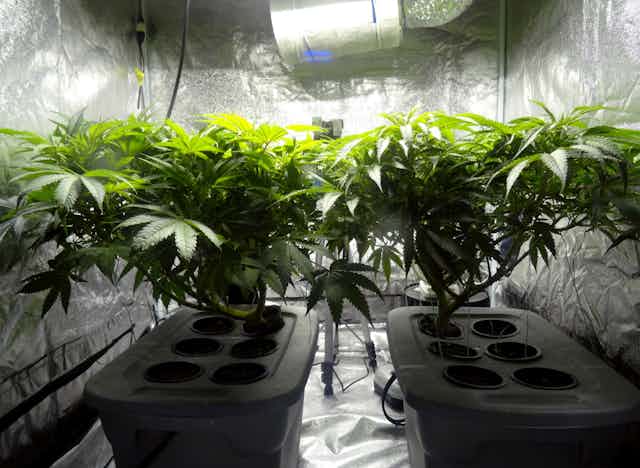 Growing cannabis indoors produces a lot of greenhouse gases – just